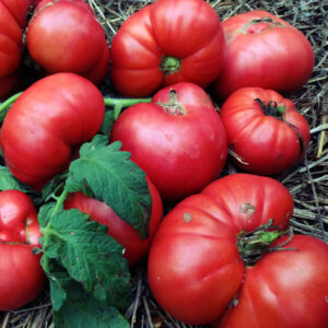 Aunt Lou's Underground Railroad