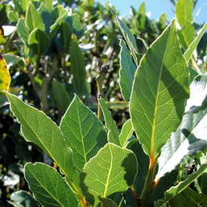 Bay Laurel