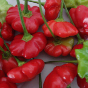 Brazilian Starfish Pepper