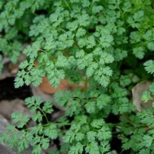 Chervil, Brussels Winter