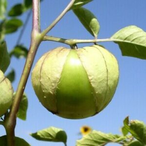 Cisineros Grande (2 plants per pot)