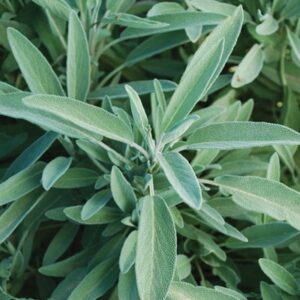 Green Culinary Sage