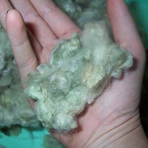 Cotton, Erlene's Green