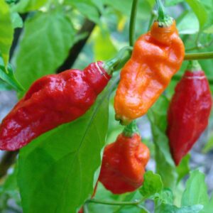 Ghost-Bhut Jolokia