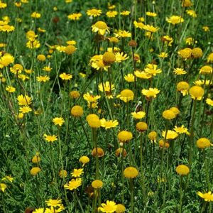Dyer's Chamomile, Golden Marguerite