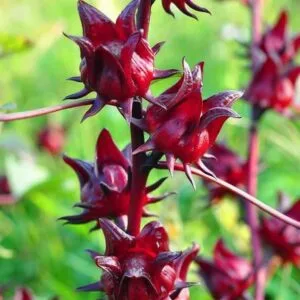 Hibiscus Roselle