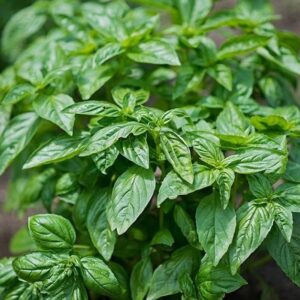 Italiano Classico (Genovese)