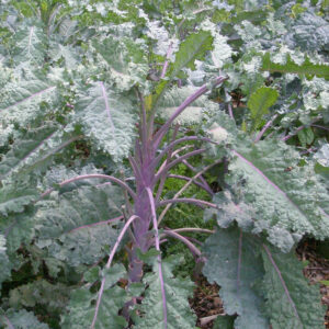 Lacinato Rainbow (4-pack)