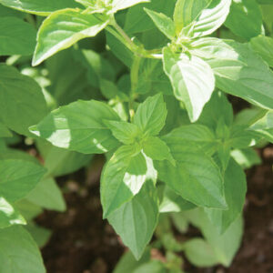 Mrs. Burns Lemon Basil