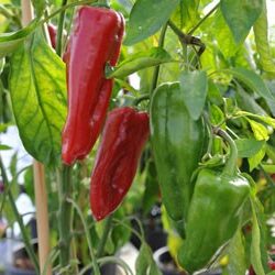 Marconi Red Pepper