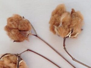 Cotton, Mississippi Brown