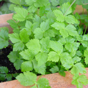 Mitsuba, Japanese Parsley