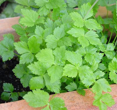 Mitsuba, Japanese Parsley