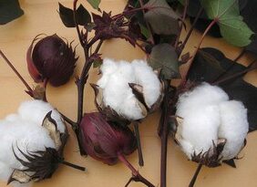 Cotton, Red Foliated White