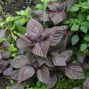 Red Shiso