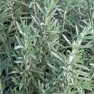 Rosemary