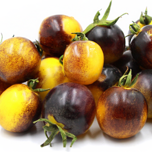 Bosque Blue Bumblebee