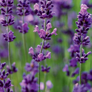 Lavender, English