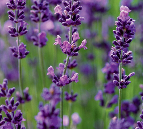 Lavender, English