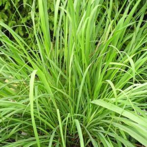 Lemon Grass (East Indian)