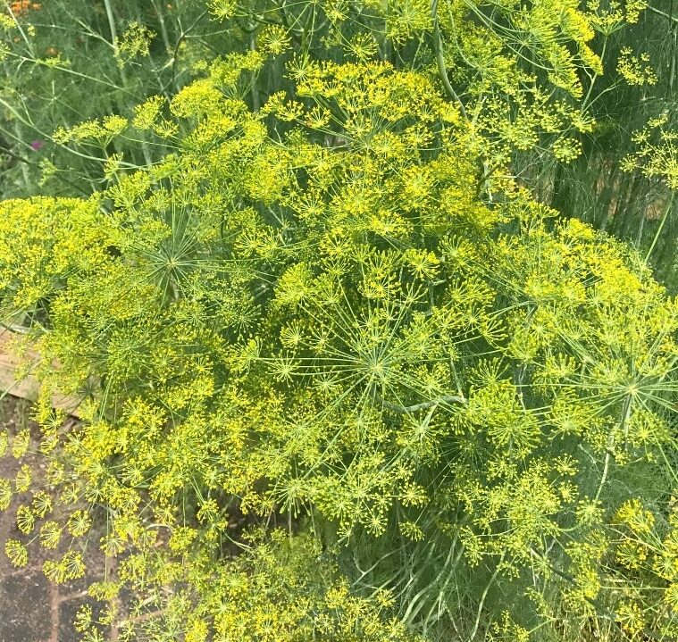 Dill, Long Island Mammoth Sigsbee Seedlings