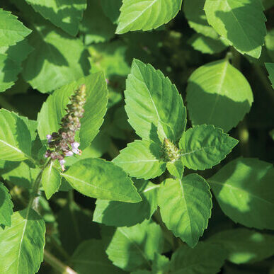 Holy Basil,  Kapoor (Tulsi Temperate)