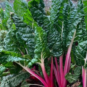 Ruby Red Chard (4-Pack)