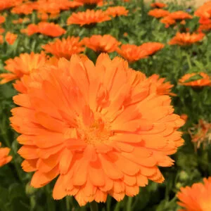 Calendula, Alpha
