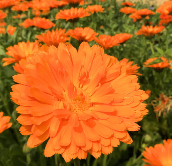 Calendula, Alpha