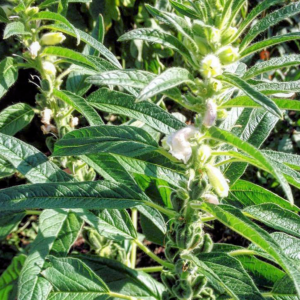 Sesame, Blue (4-Pack)