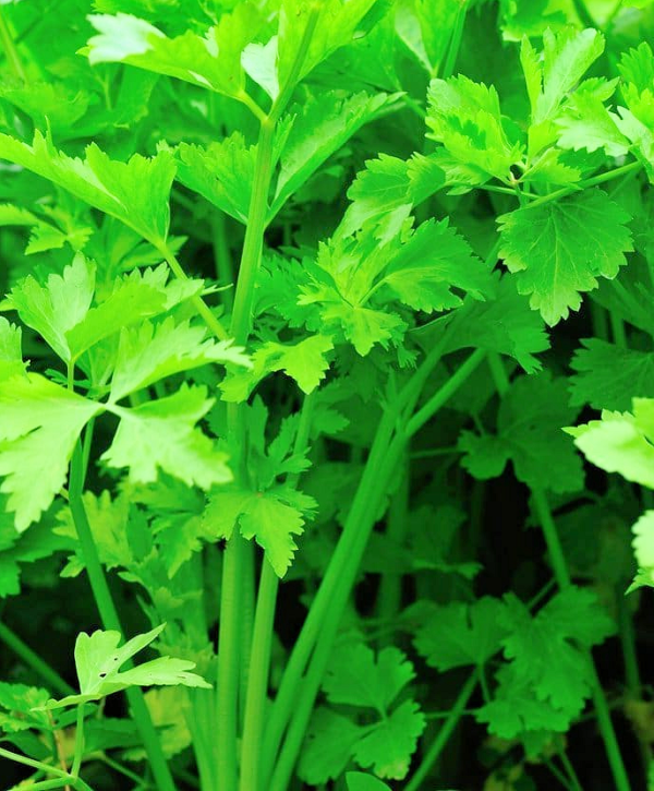Cutting Celery