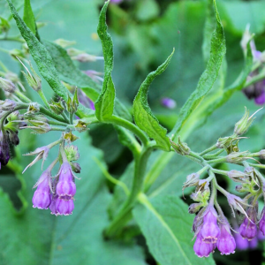 Comfrey