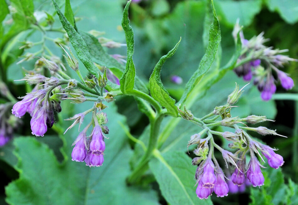 Comfrey
