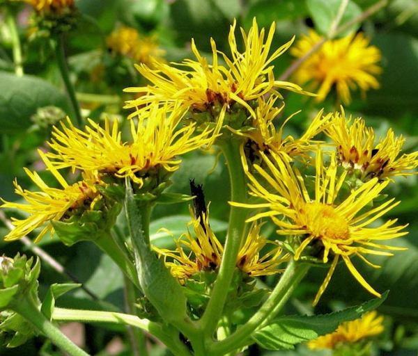 Elecampane, Dyer