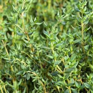 Thyme, French