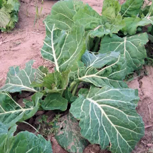 Heodrig Collards (4-Pack)