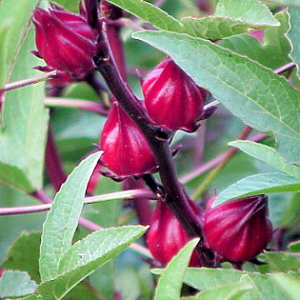 Hibiscus Roselle, Thai Red