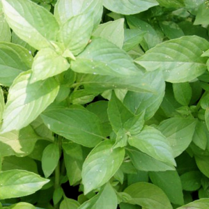 Lime Basil