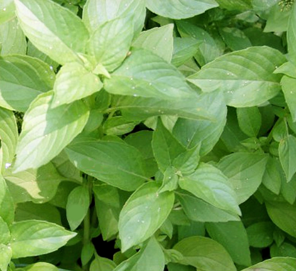 Lime Basil