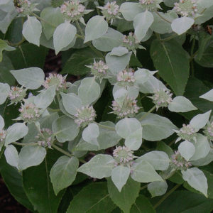 Mountain Mint