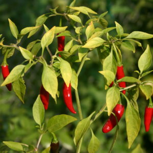 Bird’s Eye Chili