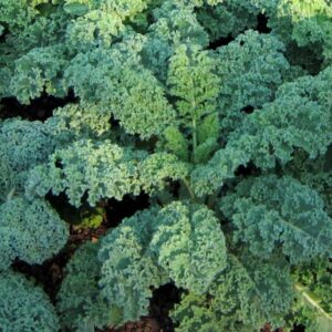 Dwarf Blue Curled Scotch (4-Pack)