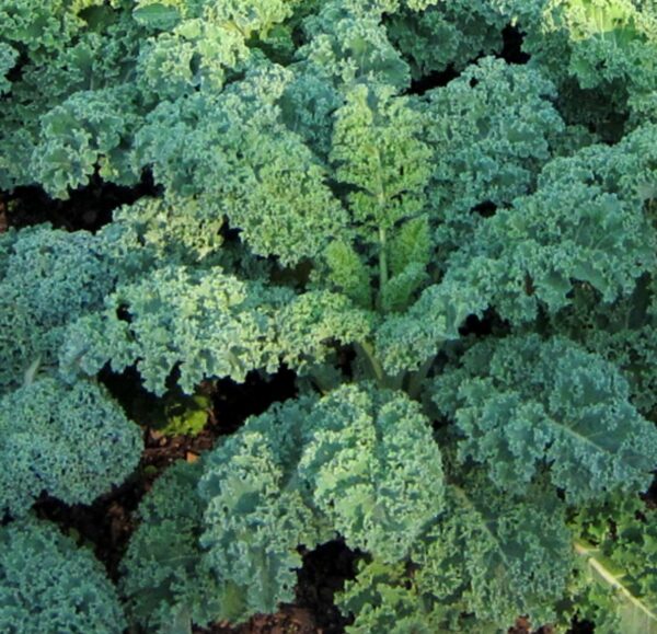 Dwarf Blue Curled Scotch (4-Pack)