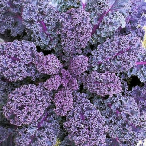 Scarlet Kale (4-Pack)