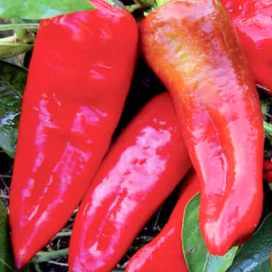 Tolli’s Sweet Italian