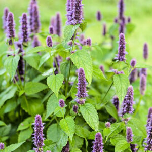 Anise Hyssop