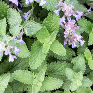Catnip