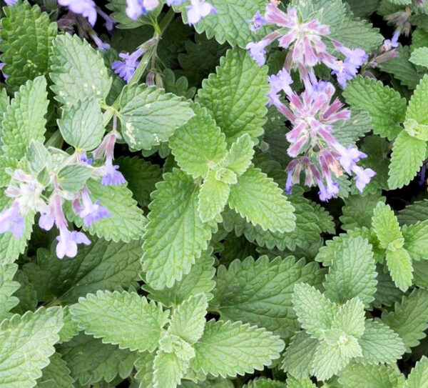 Catnip