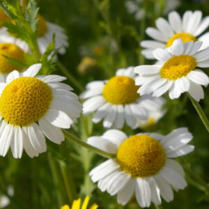 Chamomile, Roman