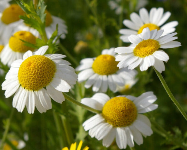 Chamomile, Roman